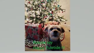 Roscoe Says: " Happy Yuletide" 🎄🎄🎄#dogs