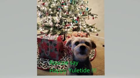 Roscoe Says: " Happy Yuletide" 🎄🎄🎄#dogs