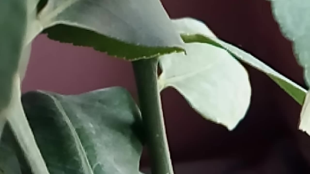 Lemon tree! #flower