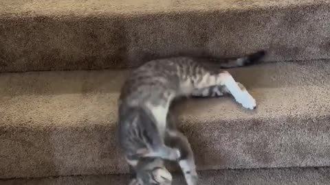 😱🐶 He's Not Falling, He's Performing! | FunFM
			