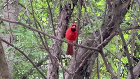 Male Cardinal grabs an almond