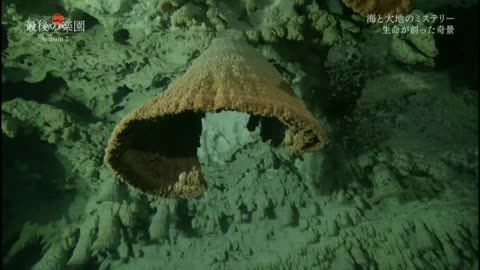 NHKスペシャル ホットスポット 最後の楽園 season3（1）「巨大生物が集う海～カリブ海 ユカタン半島」