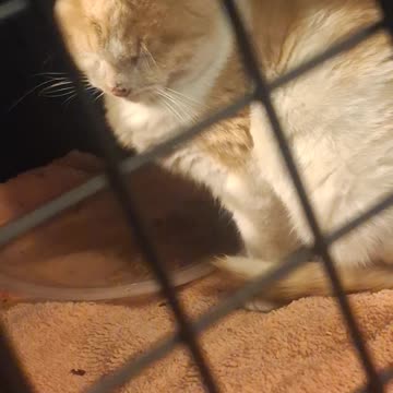 The last rescued kitten! #3