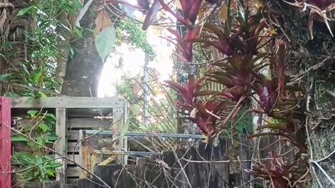 18.8.2025 Out of Control Kuranda