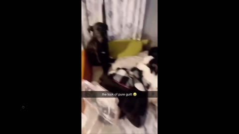 Quick Smile or Laugh: Guilty as charged lmao - clip of clips