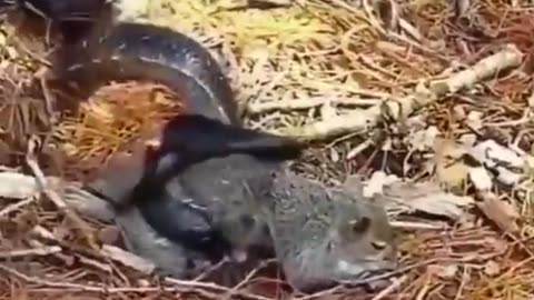 The Sacrifice Of A Mother To Save Her Young