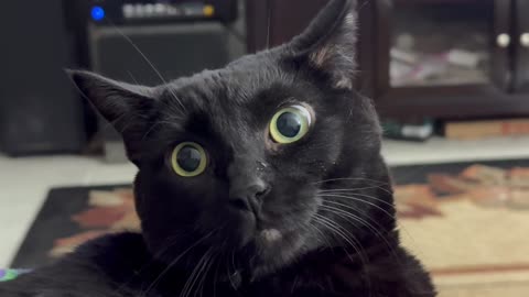 Cute Precious Piper Has Very Beautiful Eyes - My Adopted Shelter Cat Vlog