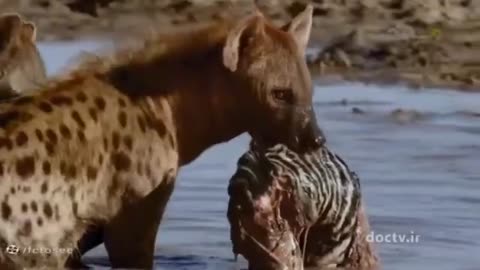 animals
