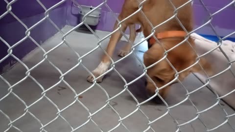 Nugget 5y Pet Id 946758 kennel 15 HSSAZ shelter patiently waits for kibble-type goodies20251121970