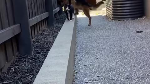 Inseparable Best Friends: A Cat and Dog Like No Other!