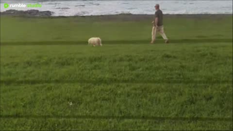 Testing livestream