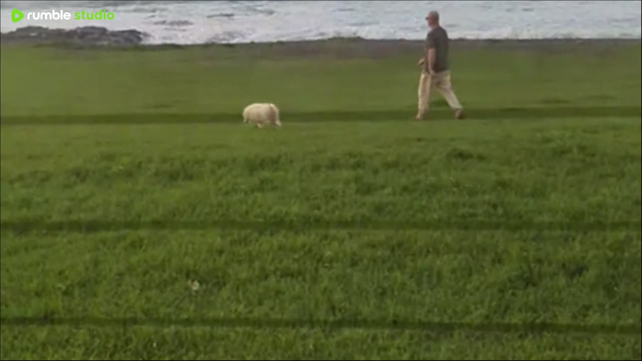 Testing livestream