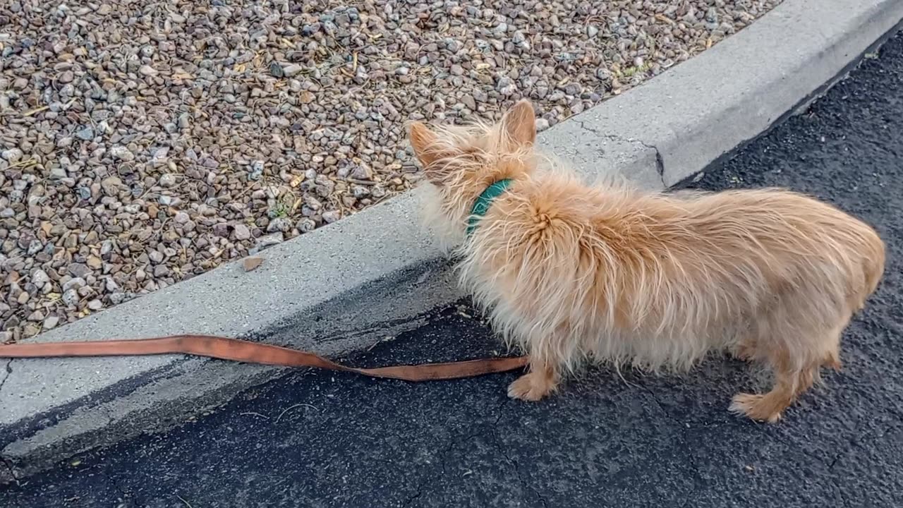 Kiko ChaCha going for nice doggie walk