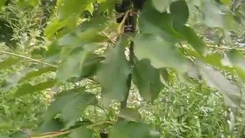 Cherry plant