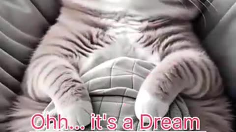 Go go litle cat