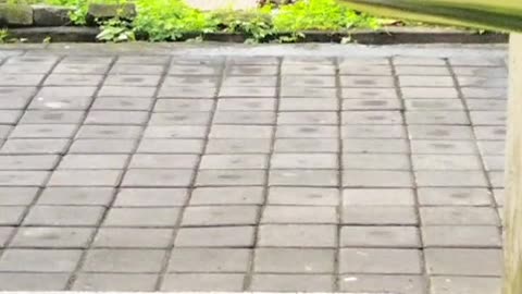 “I Woke Up to Ducks at My Window… This Morning Got Ridiculously Cute 😂🦆”