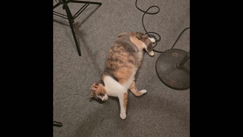 Kitty in the studio.