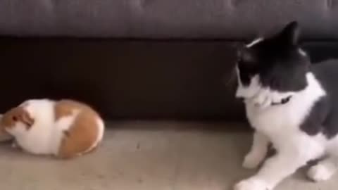 Epic Funny Pets Compilation 2025 😂