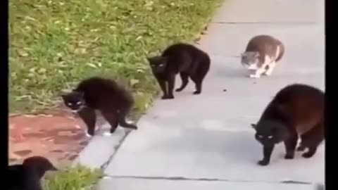 🤣🐾 Watch These Street Gangs of Animals in Action! | FunFM