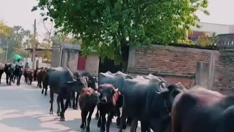 #Asali Sukun To Gaon Mein Hi Hai 👌👌🫡🫡