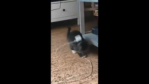 animal comedy