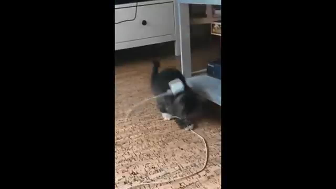 animal comedy