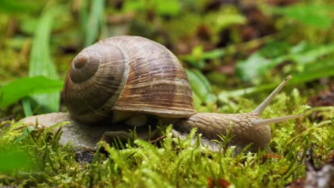 Animals from Pixabay