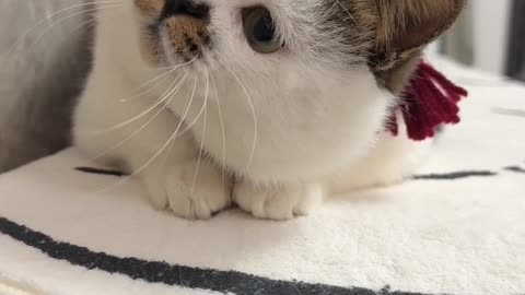 当家里有个网红小猫🐱