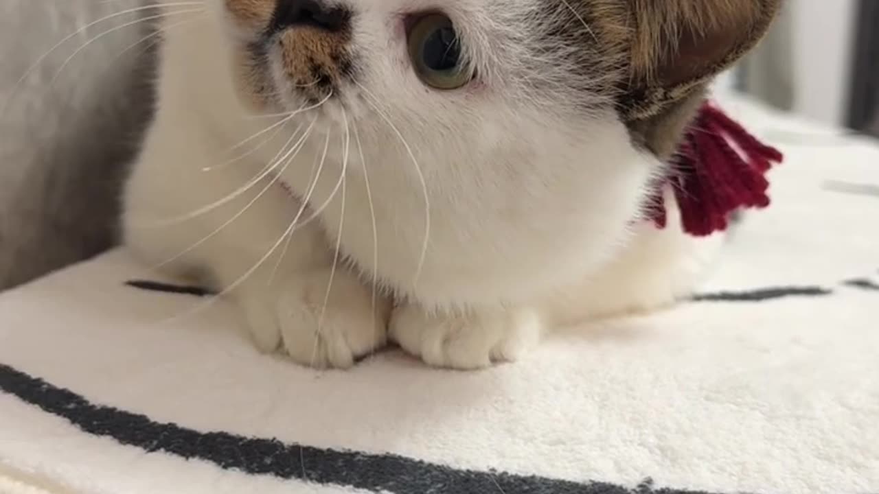 当家里有个网红小猫🐱