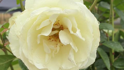 The Rose - One of Natures Beauty