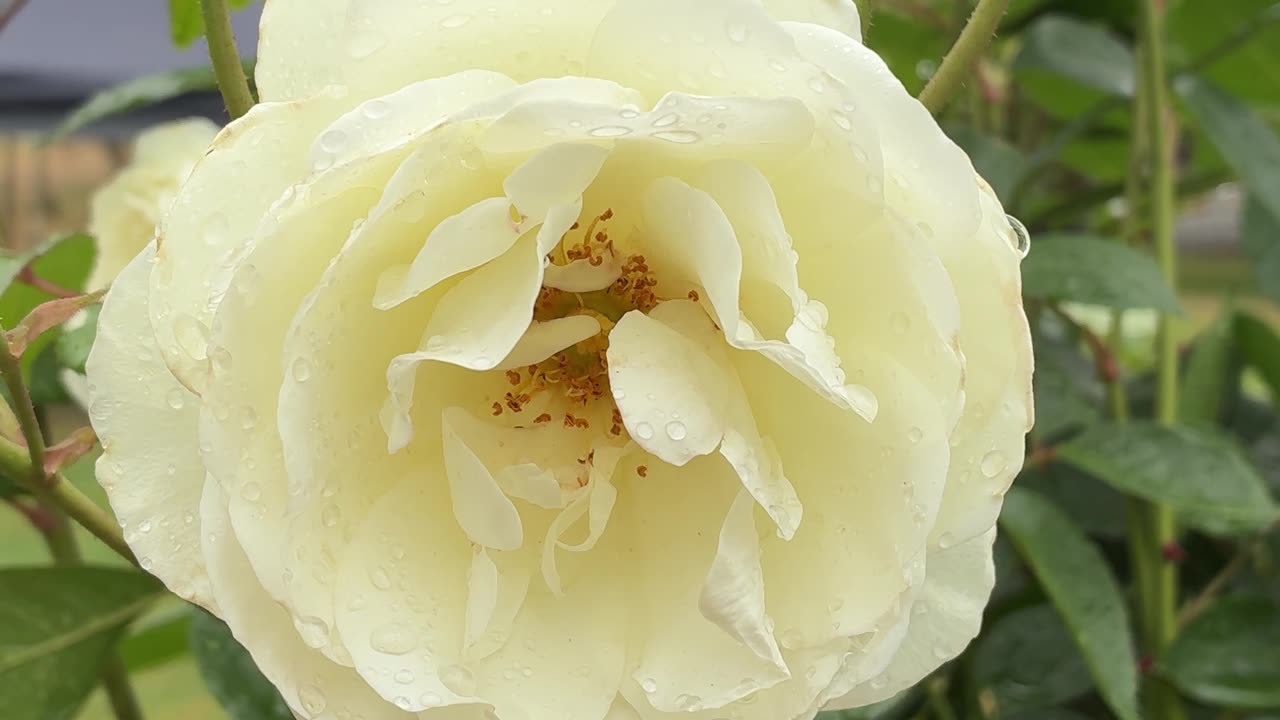 The Rose - One of Natures Beauty