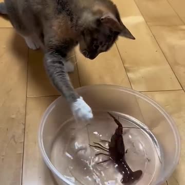 Cats and other animals#usa #cat #funny #funnycat