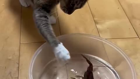 Cats and other animals#usa #cat #funny #funnycat