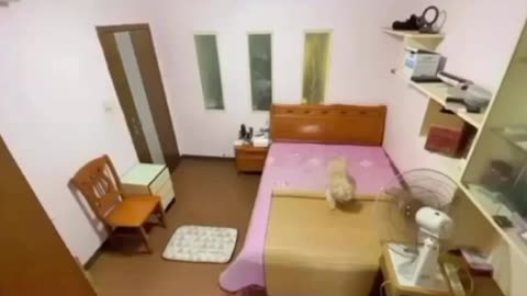 Funny and cute animals videos 😍