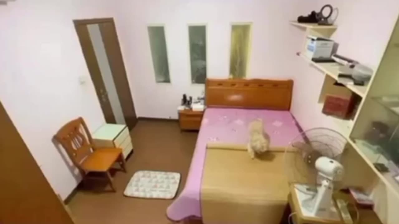 Funny and cute animals videos 😍