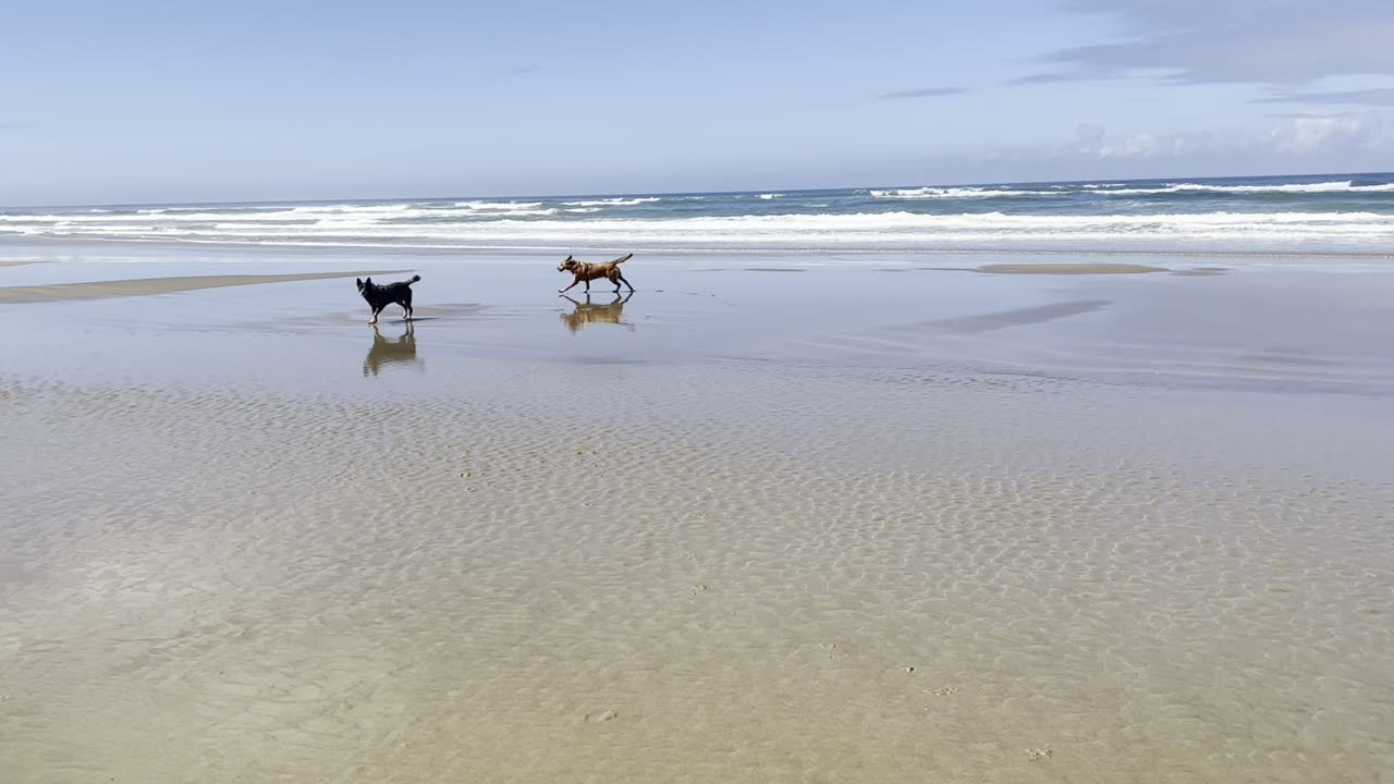 fun at the beach 2390842309842098