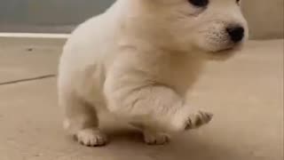 Man rescued a puppy stuck in sewer and adopted it