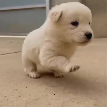 Man rescued a puppy stuck in sewer and adopted it