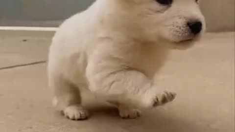 Man rescued a puppy stuck in sewer and adopted it