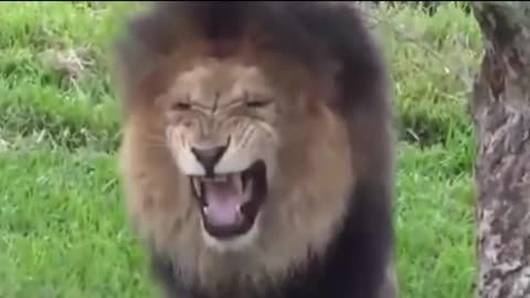 Dog's pranks comedy Videos 🤣 so cute videos 😍