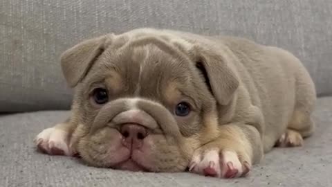 Bulldog Bliss: Dive into Cuteness Overload! 🐶💕