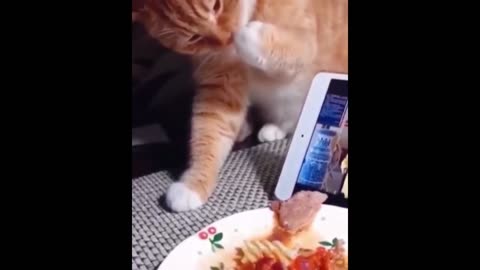 Funny & Cute Animals