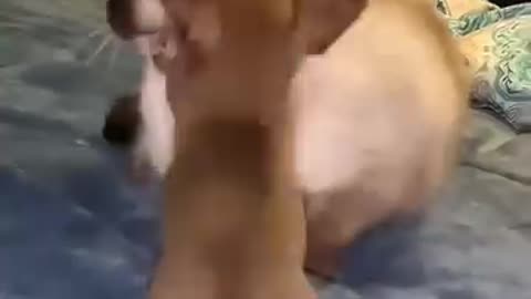 funny cats and dogs behaviour