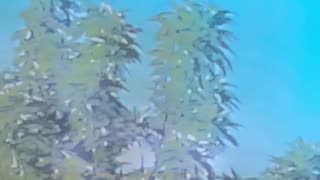 WAV - New Garden Innocence