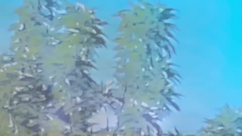 WAV - New Garden Innocence