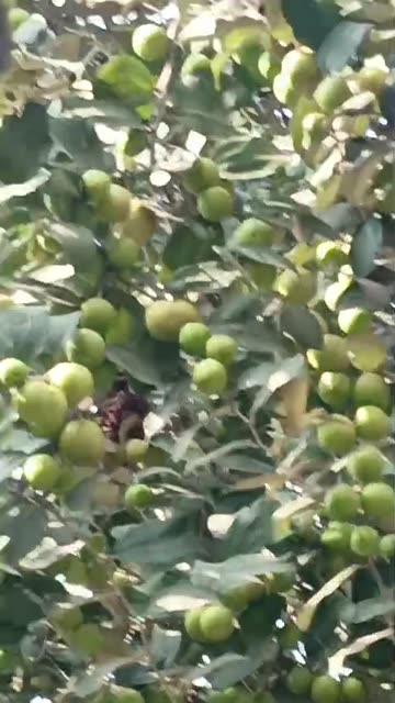 Beautiful Plum Fruits Growing on the Tree 🌳🍑 | Nature Close-Up