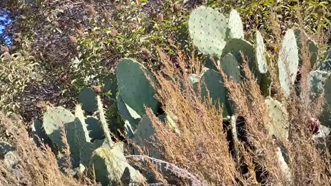 Shia, video recorded 8:50 AM Sept 1, '25 Part 1-1 by Alyssa Black Star Canyon Trail