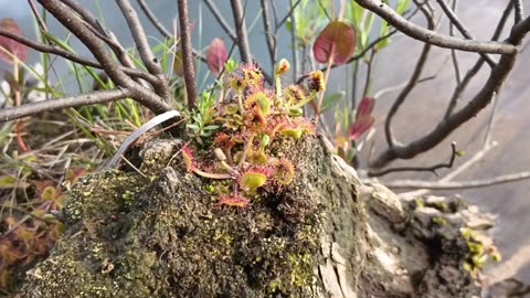 Round-leaved sundew