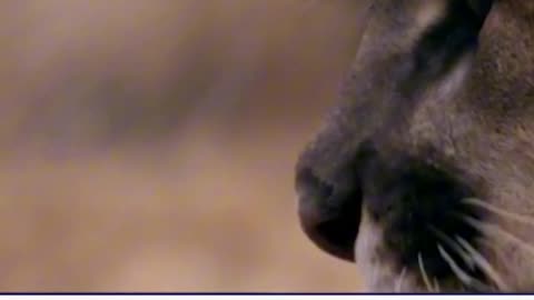 Woman Killed in Rare Mountain Lion Attack While Hiking in Northern Colorado