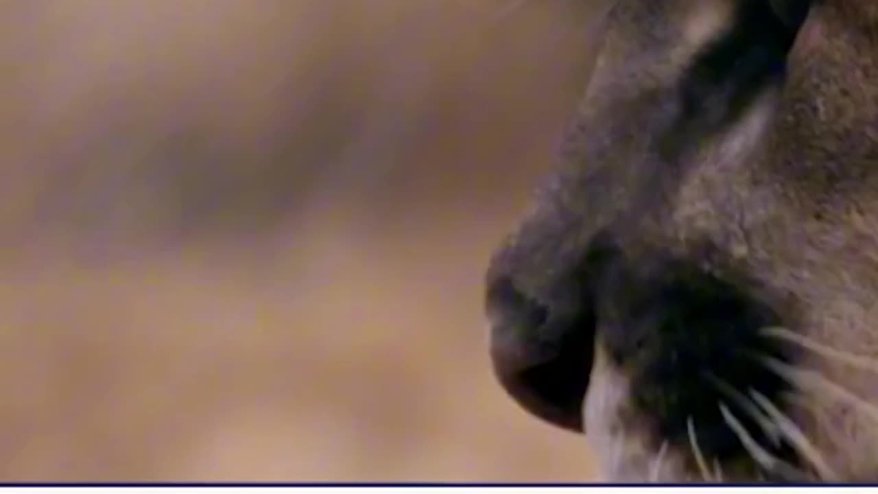 Woman Killed in Rare Mountain Lion Attack While Hiking in Northern Colorado